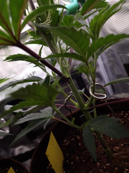 • Truffle • Rosa •. Week 6 - D42