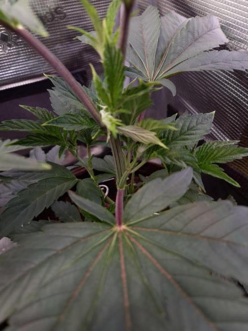 • Truffle • Rosa •. Week 6 - D42