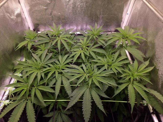•OceanTruffle • Clones•. Week 9 - D63