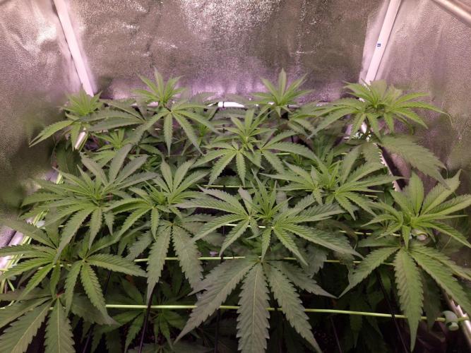 •OceanTruffle • Clones•. Week 9 - D63