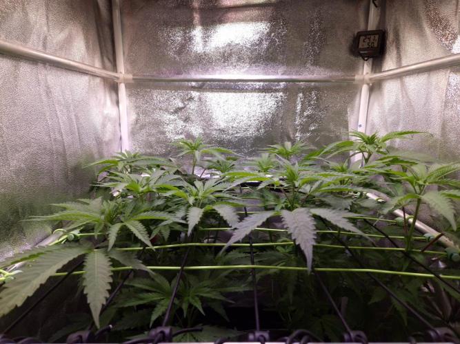 •OceanTruffle • Clones•. Week 9 - D63