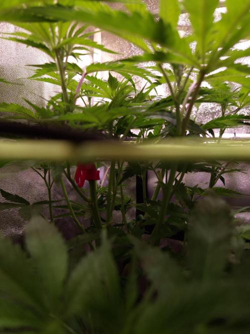 •OceanTruffle • Clones•. Week 9 - D63