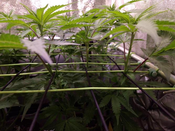 •OceanTruffle • Clones•. Week 9 - D63