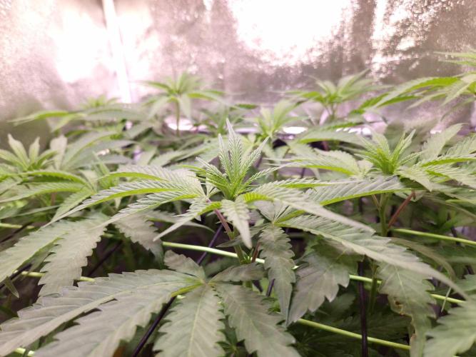 •OceanTruffle • Clones•. Week 9 - D63
