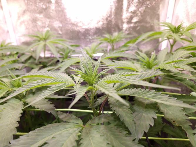 •OceanTruffle • Clones•. Week 9 - D63