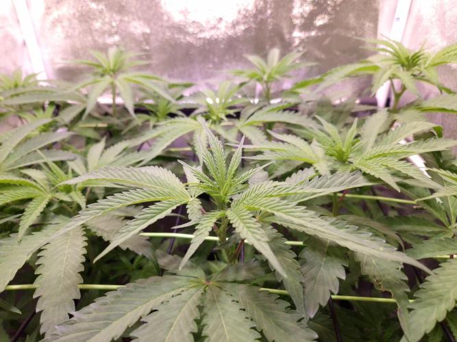 •OceanTruffle • Clones•. Week 9 - D63