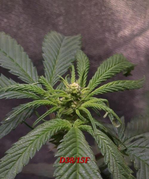 Micro-Reversal - Collodial Silver&STS. Week 7