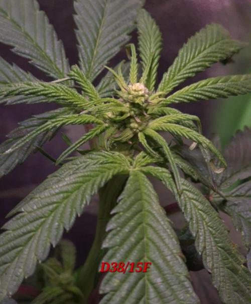 Micro-Reversal - Collodial Silver&STS. Week 7
