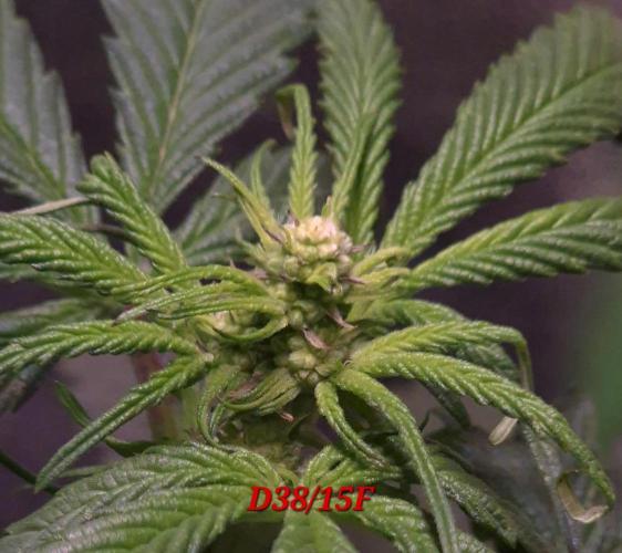 Micro-Reversal - Collodial Silver&STS. Week 7