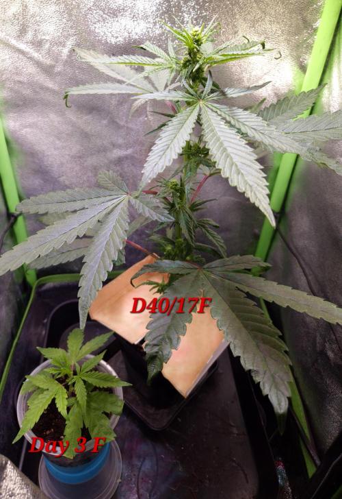 Micro-Reversal - Collodial Silver&STS. Week 7