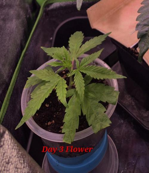 Micro-Reversal - Collodial Silver&STS. Week 7