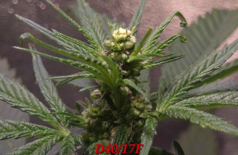 Micro-Reversal - Collodial Silver&STS. Week 7