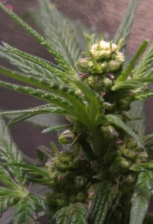 Micro-Reversal - Collodial Silver&STS. Week 7