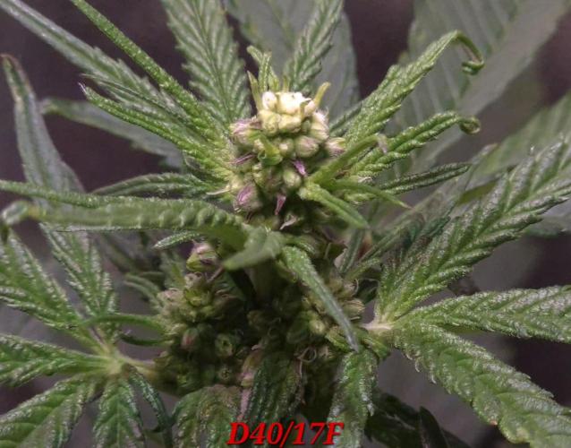 Micro-Reversal - Collodial Silver&STS. Week 7
