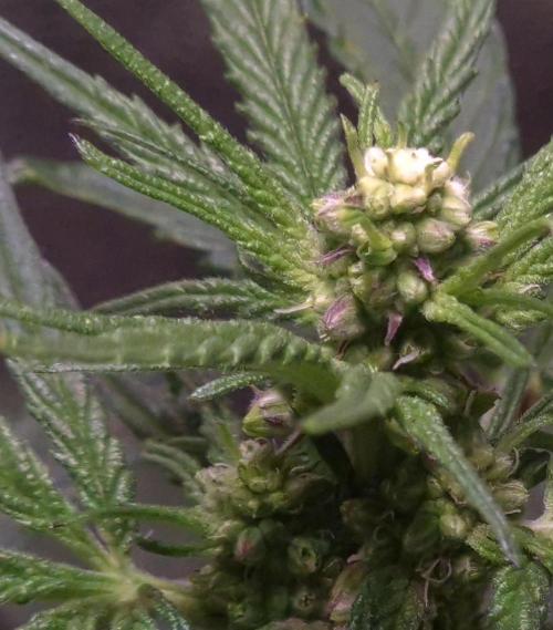 Micro-Reversal - Collodial Silver&STS. Week 7