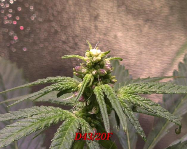 Micro-Reversal - Collodial Silver&STS. Week 7