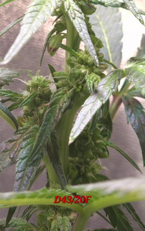 Micro-Reversal - Collodial Silver&STS. Week 7