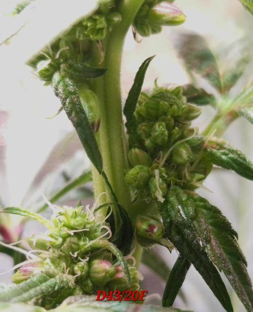 Micro-Reversal - Collodial Silver&STS. Week 7