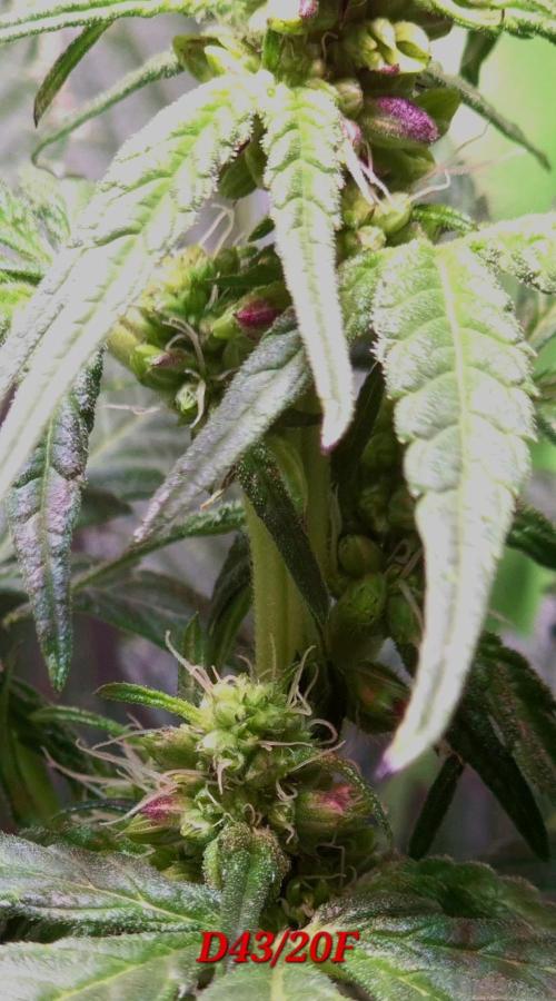 Micro-Reversal - Collodial Silver&STS. Week 7