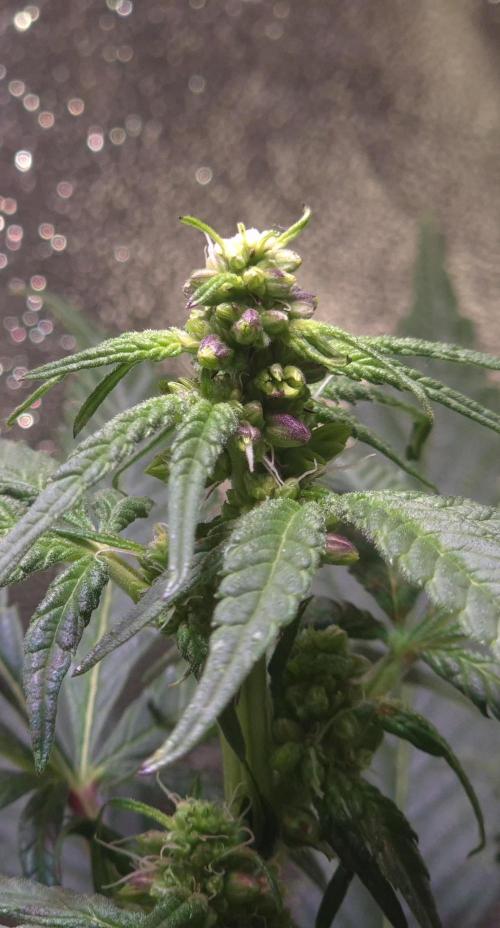 Micro-Reversal - Collodial Silver&STS. Week 7
