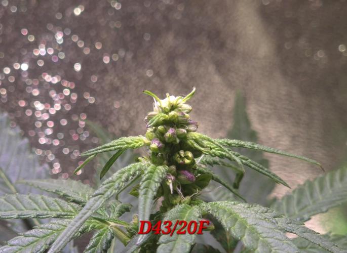 Micro-Reversal - Collodial Silver&STS. Week 7