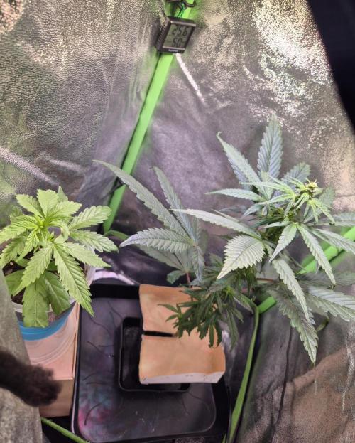 Micro-Reversal - Collodial Silver&STS. Week 7