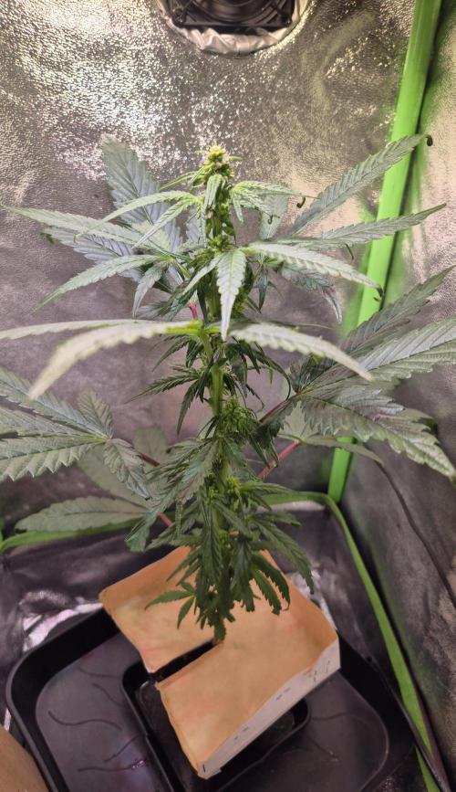 Micro-Reversal - Collodial Silver&STS. Week 7