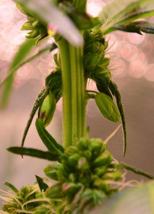 Micro-Reversal - Collodial Silver&STS. Week 7 - D44/21F