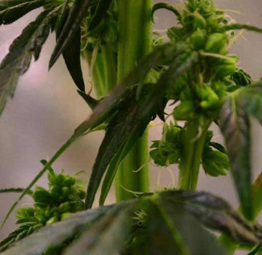 Micro-Reversal - Collodial Silver&STS. Week 7