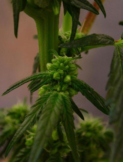Micro-Reversal - Collodial Silver&STS. Week 7