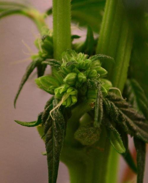 Micro-Reversal - Collodial Silver&STS. Week 7