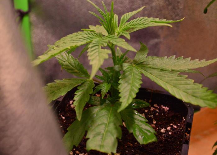 Micro-Reversal - Collodial Silver&STS. Week 7 - 7F