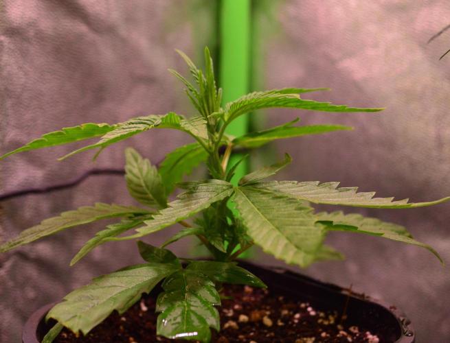 Micro-Reversal - Collodial Silver&STS. Week 7