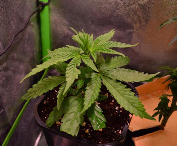 Micro-Reversal - Collodial Silver&STS. Week 7