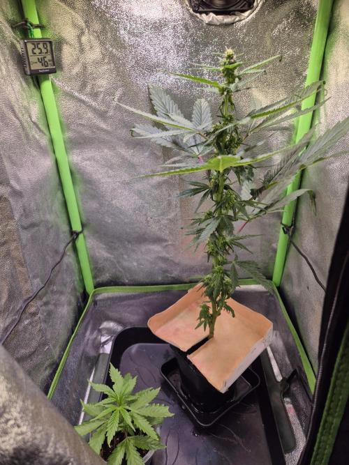 Micro-Reversal - Collodial Silver&STS. Week 7