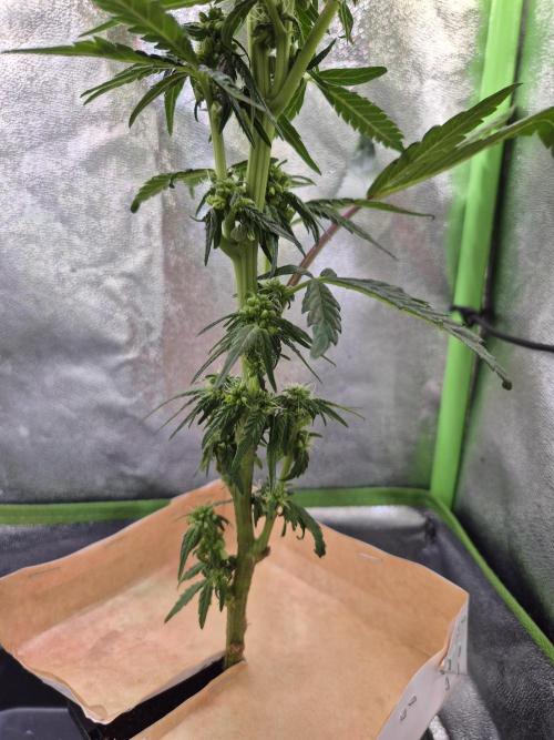 Micro-Reversal - Collodial Silver&STS. Week 7