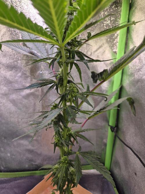 Micro-Reversal - Collodial Silver&STS. Week 7