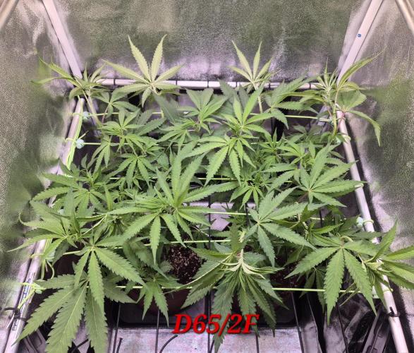 •OceanTruffle • Clones•. Week 10