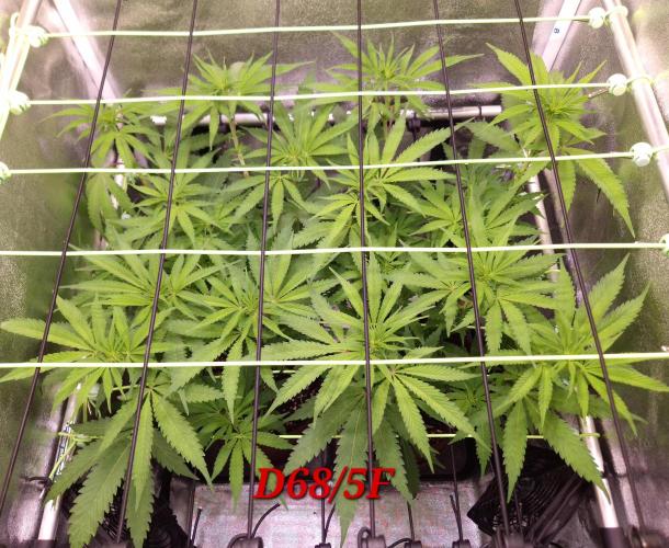 •OceanTruffle • Clones•. Week 10
