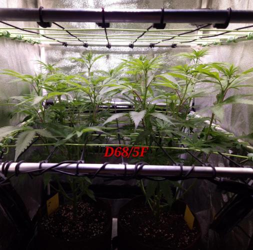 •OceanTruffle • Clones•. Week 10