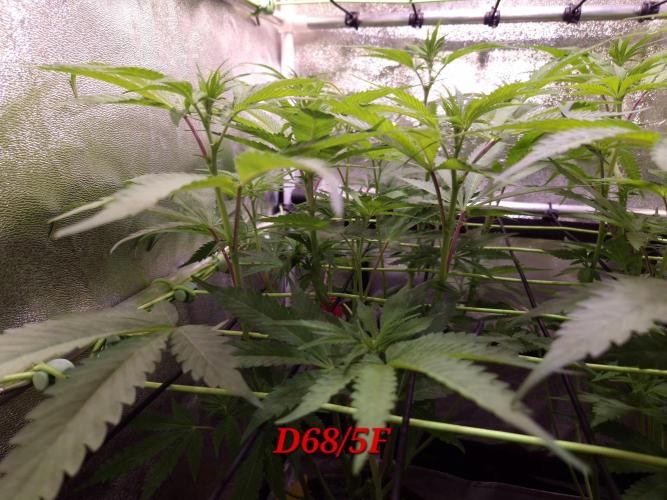 •OceanTruffle • Clones•. Week 10