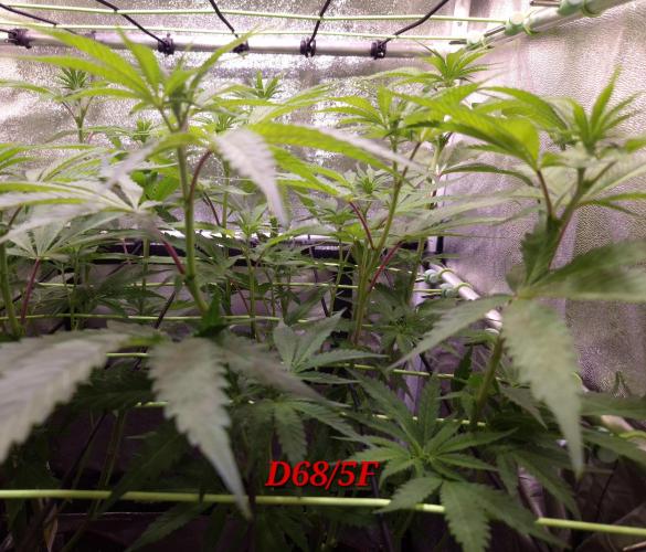 •OceanTruffle • Clones•. Week 10