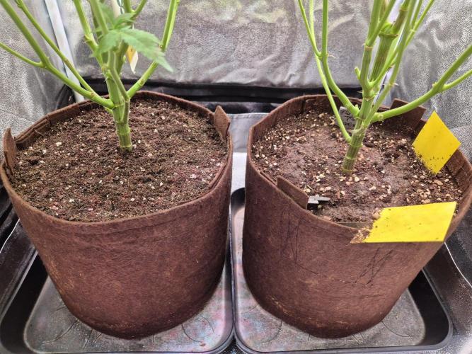 •OceanTruffle • Clones•. Week 10