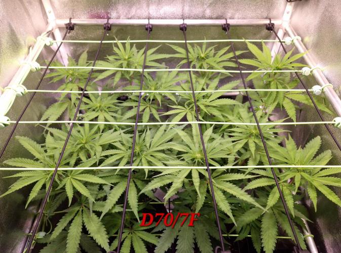 •OceanTruffle • Clones•. Week 10