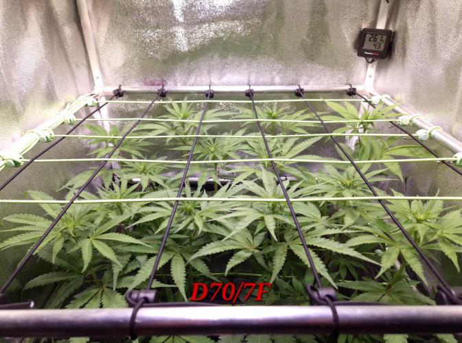 •OceanTruffle • Clones•. Week 10