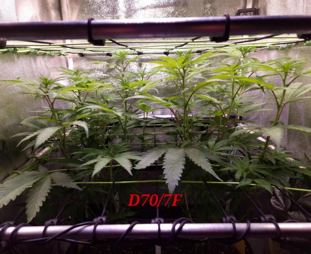 •OceanTruffle • Clones•. Week 10