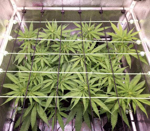 •OceanTruffle • Clones•. Week 10 - D70/7F