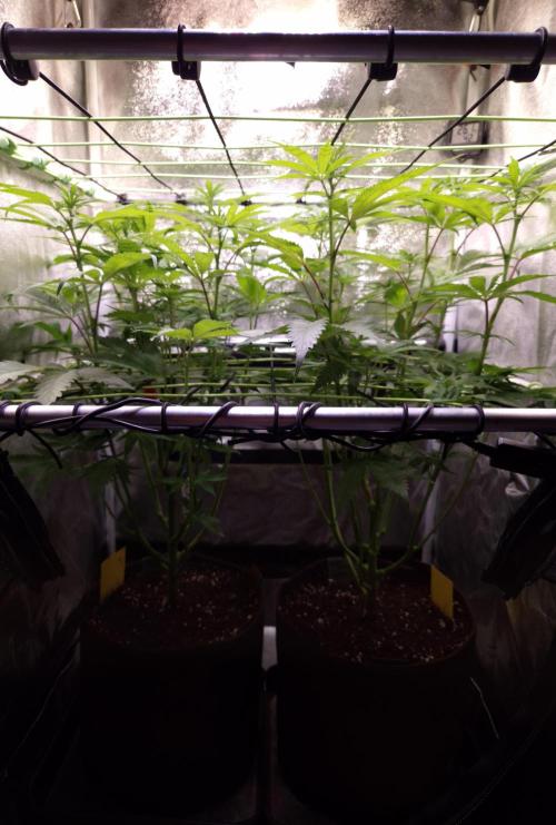 •OceanTruffle • Clones•. Week 10 - D70/7F
