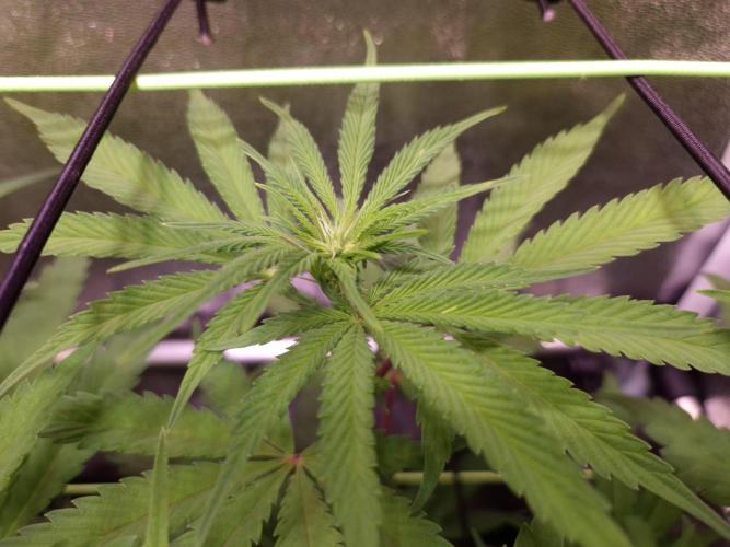 •OceanTruffle • Clones•. Week 10