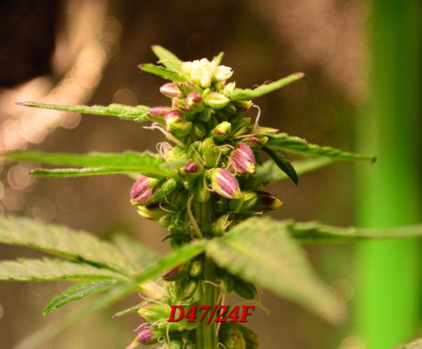 Micro-Reversal - Collodial Silver&STS. Week 8